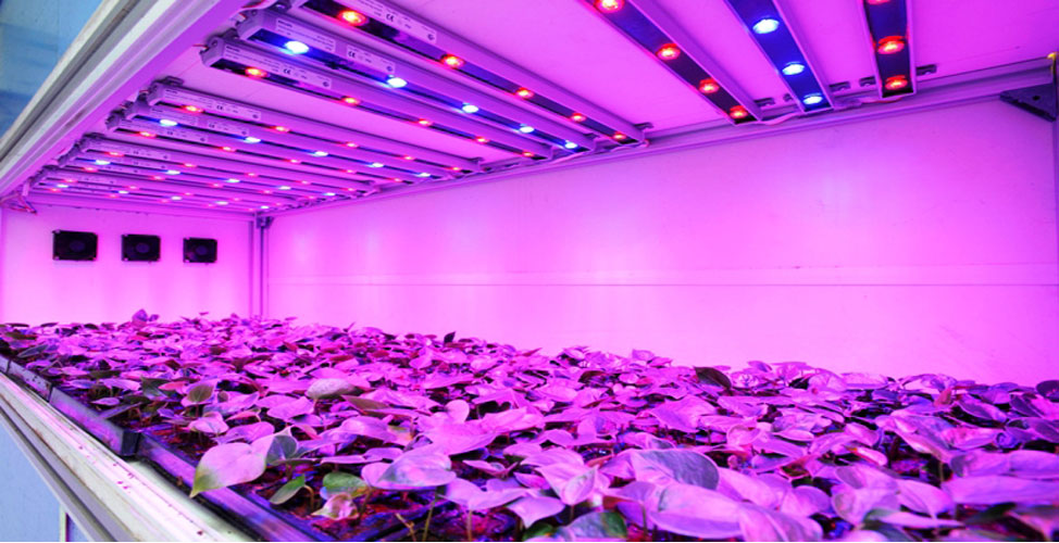 LED Grow Light Application